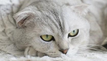 星空·体育app下载-国际滑雪障碍赛中国选手跻身八强，滑雪障碍追逐国家队