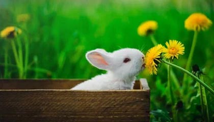 星空·体育app下载-国际滑雪障碍赛中国选手跻身八强，滑雪障碍追逐国家队